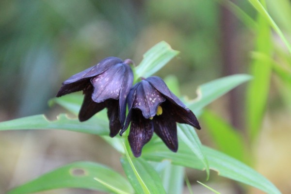 Fritillaria camschatcensis, Foto vom 21. Mai (© Gabriele Renneberg)