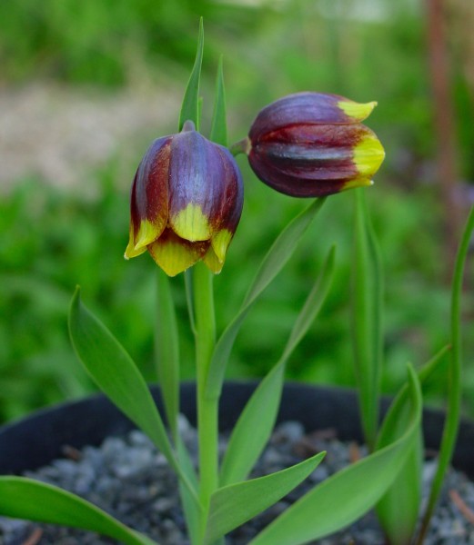 Fritillaria michailovskyi, Foto vom 14.4. (© Spender 419)