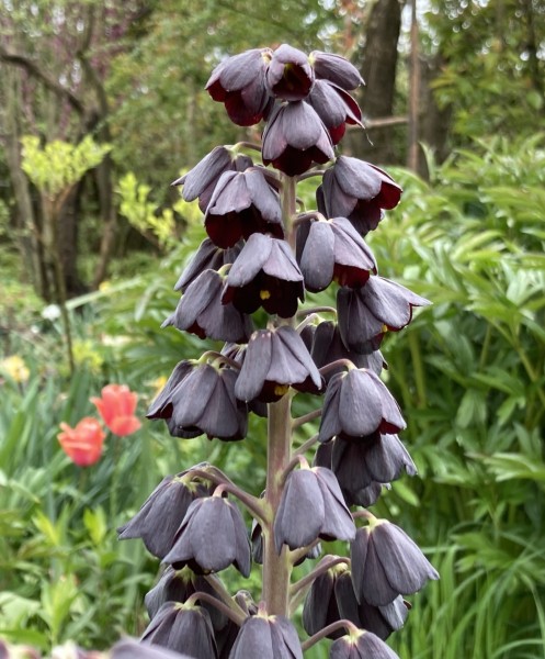 Fritillaria persica, Foto vom 6.5. (© Spender 419)