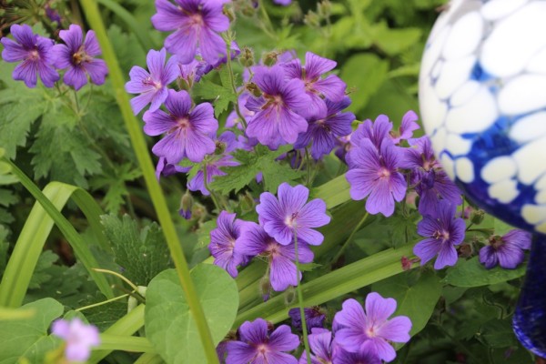 Geranium himalayense, Foto vom 21. Juni (© Gabriele Renneberg)