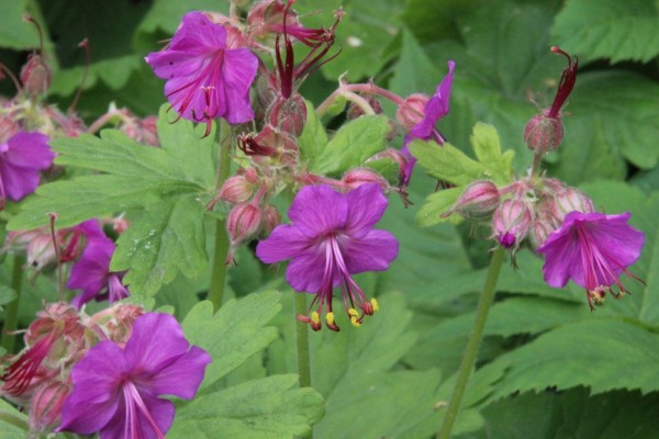 Geranium macrorrhizum, Foto vom 19. Mai (© Gabriele Renneberg)