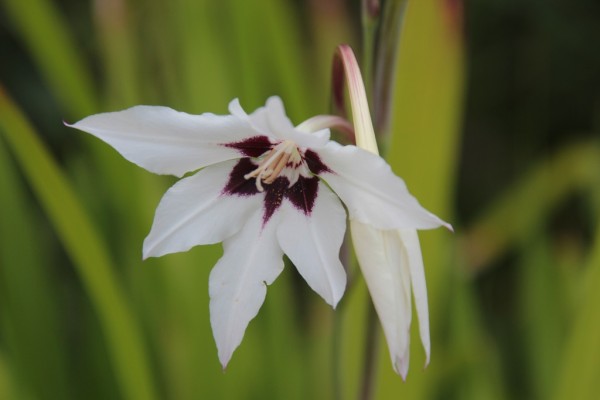 Gladiolus murielae, Foto vom 7. August (© Gabriele Renneberg)