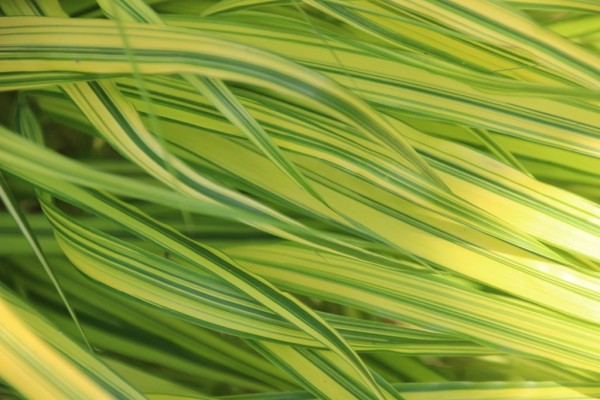 Hakonechloa macra 'Aureola', Foto vom 22. Juni (© Gabriele Renneberg)