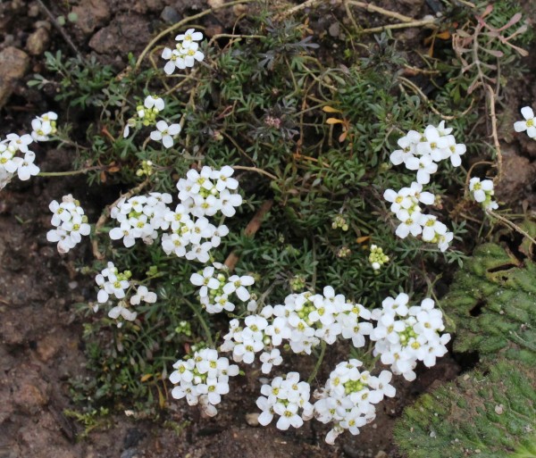 Hornungia alpina, Foto vom 2.4. (© Spender 55)