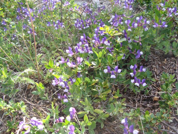 Lathyrus magellanicus, Foto vom 7.1. in Patagonien (© Spender 55)