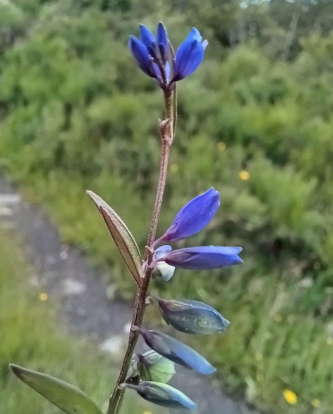Polygala vulgaris, Foto vom 5.7. (© Spender 55)