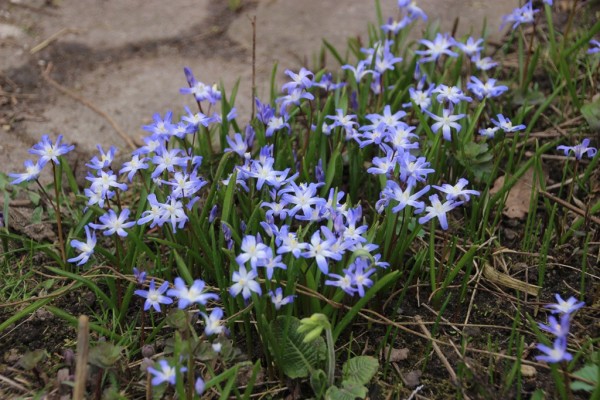 Scilla forbesii, Foto vom 9. April (© Gabriele Renneberg)