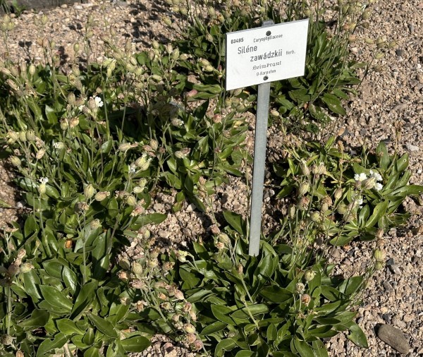 Silene zawadzkii, BoGa Bonn, Foto vom 12.5. (© Spender 419)