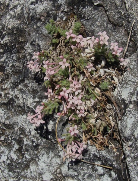 Hexaphylla arcadiensis (© Spender 55)
