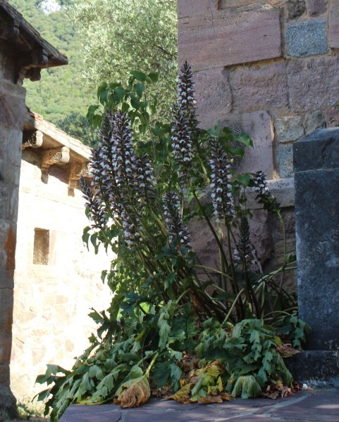 Acanthus mollis, Foto vom 5.6. in Spanien (© Spender 55)