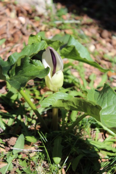 Arum idaeum auf Kreta, Foto vom 4.5. (© Spender 55)