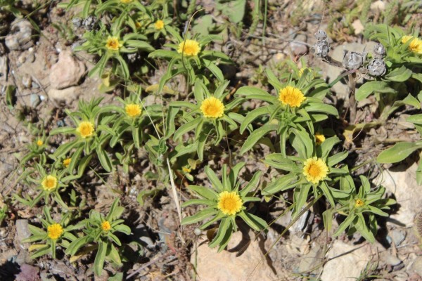 Astericus aquaticus, Foto am 7.5. auf Kreta (© Spender 55)