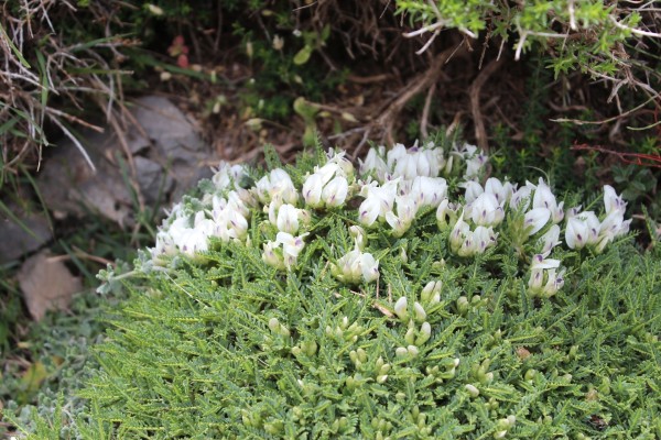 Astragalus angustifolius, Foto am 3.5. suf Kreta (© Spender 55)