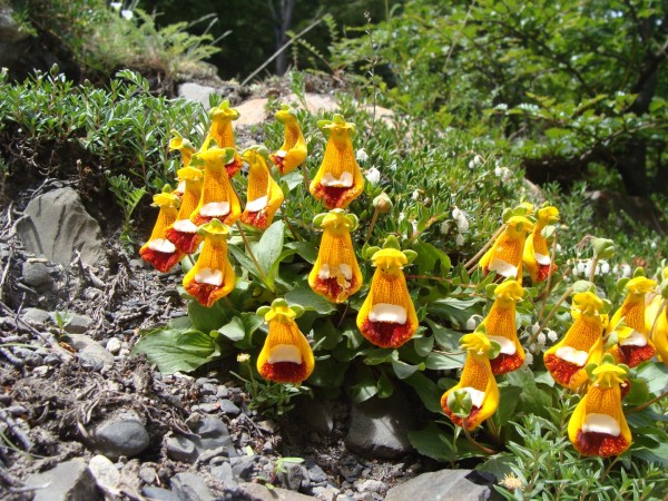 Calceolaria uniflora, Foto vom 7.1. in Patagonien (© Spender 55)