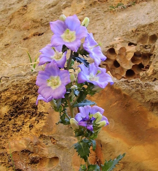 Campanula laciniata, Foto auf Kreta am 7.5. (© Spender 55)