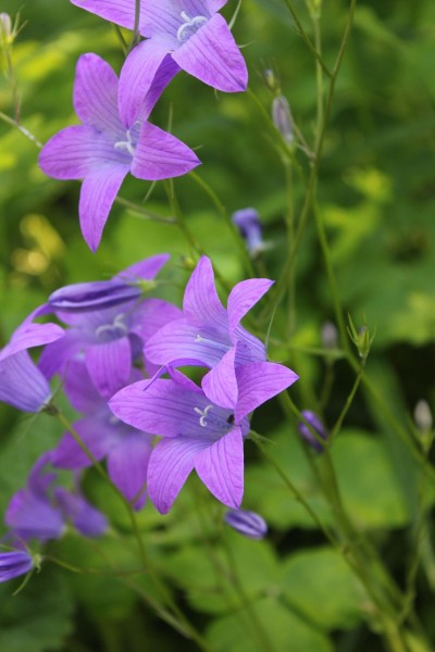 Campanula patula (© Spender 86)