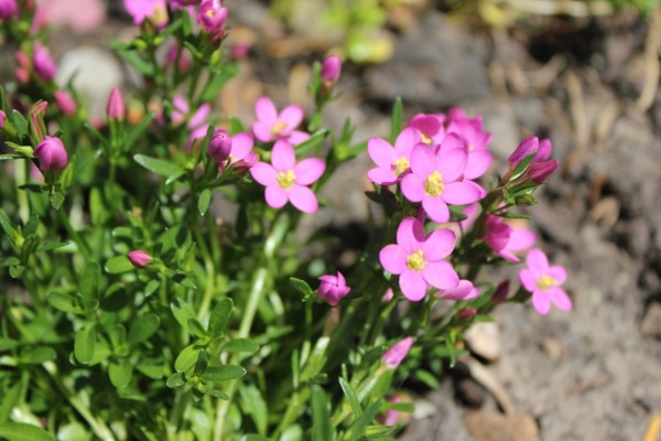 Centaurium scilloides, Foto vom 13.6. (© Spender 86)
