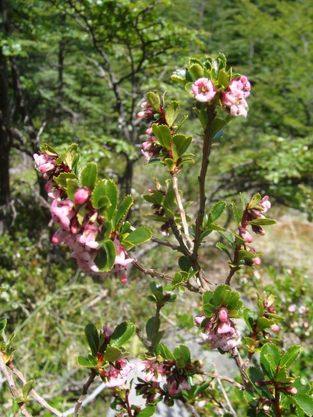 Escallonia rosea (© Spender 55)