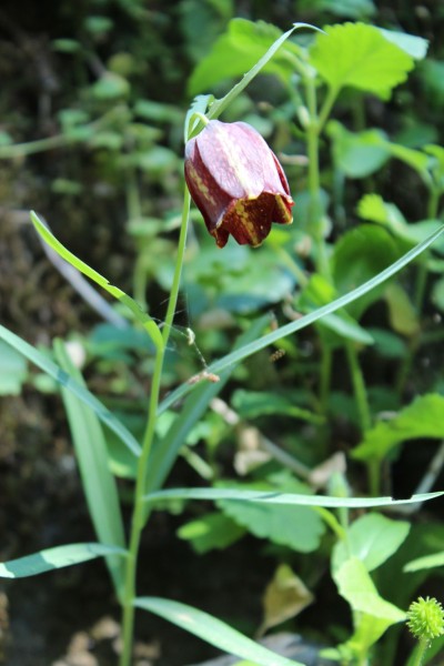 Fritillaria messanensis ssp. sphaciotica, Foto vom 2.5. (© Spender 55)