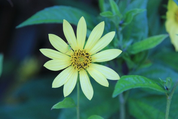 'Lemon Queen', Foto vom 4. September (© Gabriele Renneberg)