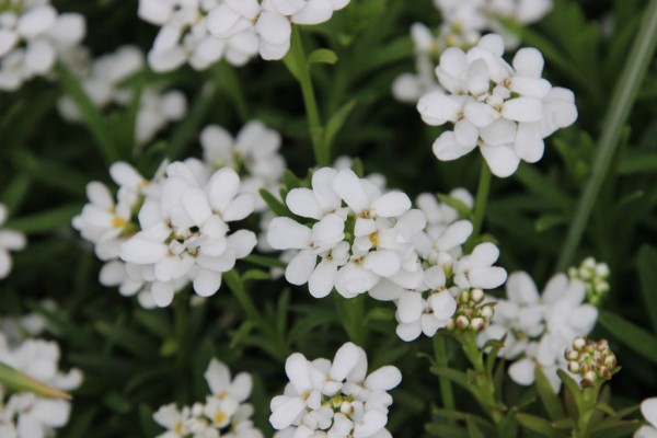 Iberis sempervirens 'Fischbeck', Foto vom 26. April (© Gabriele Renneberg)