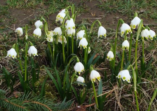 Leucojum vernum, Foto vom 22.2. (© Spender 55)
