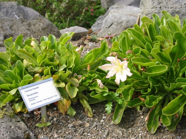 Bot. Garten Reykjavik, Foto vom 20. Juni (© Gabriele Renneberg)