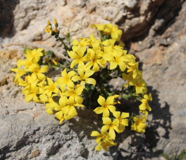 Linum arboreum, kleine Form, Foto vom 7.5. (© Spender 55)