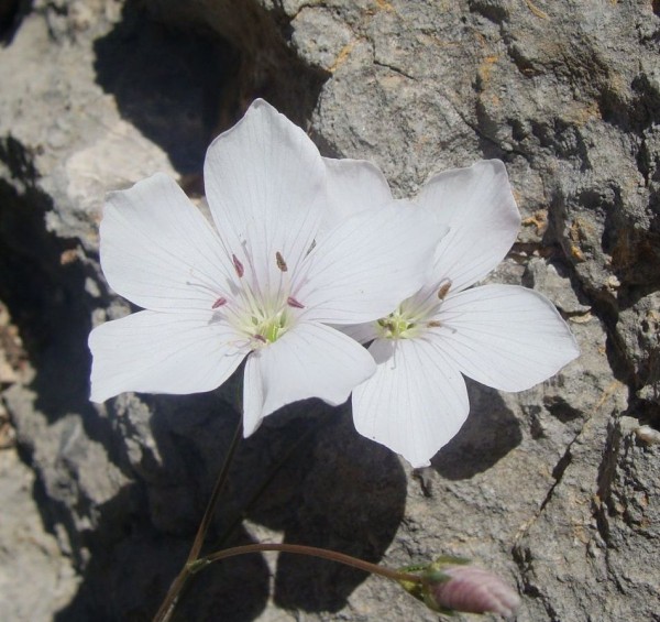 Linum tenuifolium (© Spender 55)