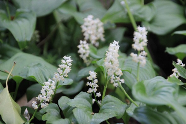 Maianthemum dilatatum, Foto vom 21. Mai (© Gabriele Renneberg)