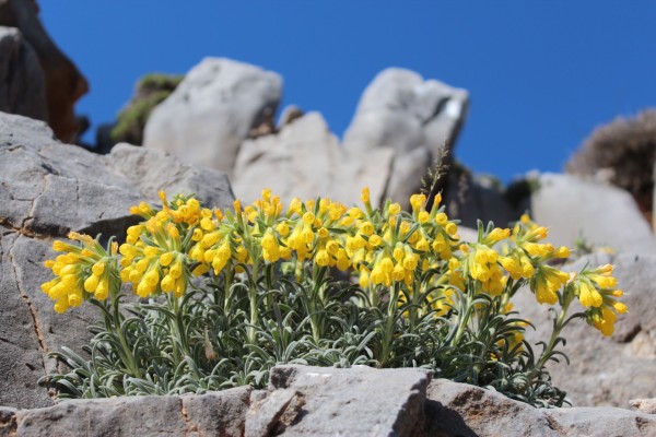 Onosma erecta auf Kreta, Foto vom 3.5. (© Spender 55)