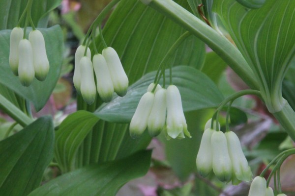 Polygonatum multiflorum, Foto vom 19. Mai (© Gabriele Renneberg)