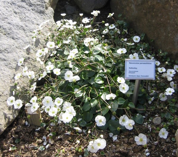 Ranunculus parnassifolius, Bot. Garten Reykjavik. Foto vom 20. Juni (© Gabriele Renneberg)