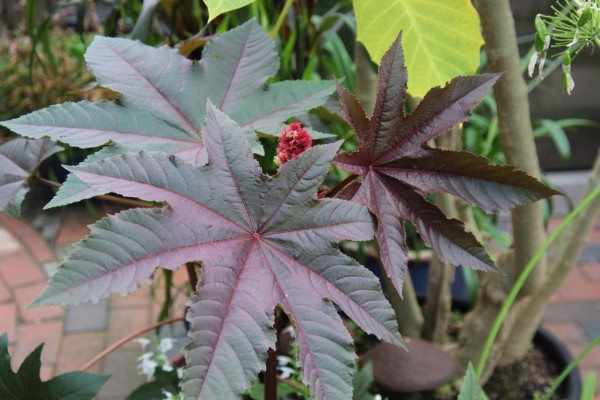 Ricinus communis 'Carmencita Red', Foto vom 7. August (© Gabriele Renneberg)