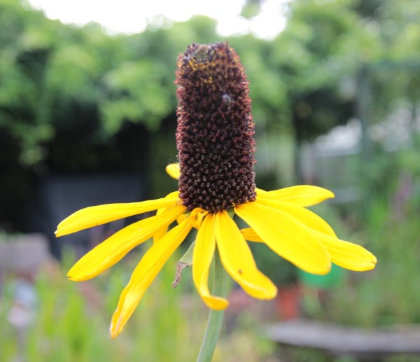 Rudbeckia maxima, Foto vom 7. August (© Gabriele Renneberg)