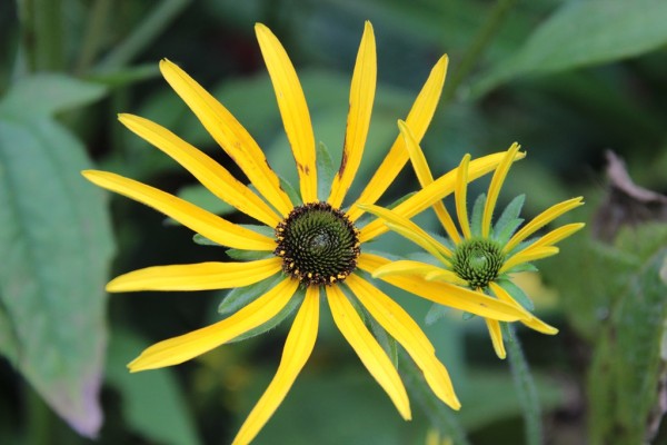 Rudbeckia missouriensis, Foto vom 18. August (© Gabriele Renneberg)