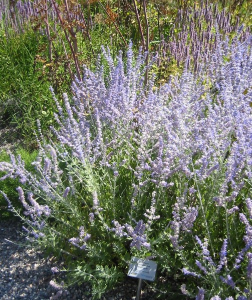 Salvia abrotanoides, IGA Rostock 2003, Foto vom 9. August (© Gabriele Renneberg)