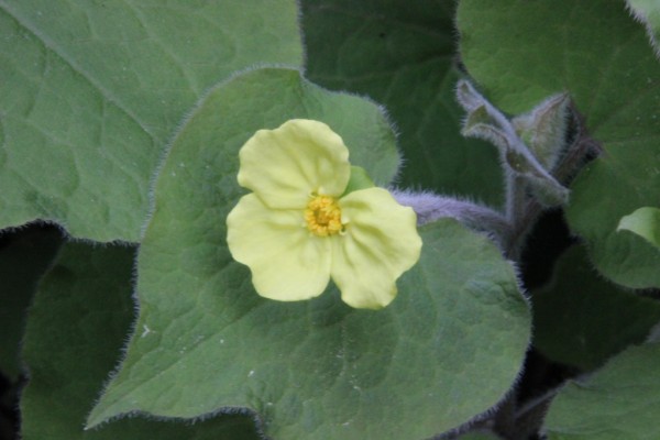Saruma henryi, Foto vom 19. Mai (© Gabriele Renneberg)