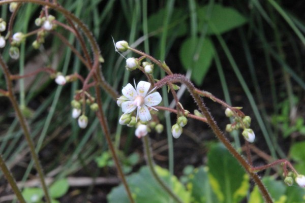 Saxifraga umbrosa 'Aureopunctata', Foto vom 19. Mai (© Gabriele Renneberg)