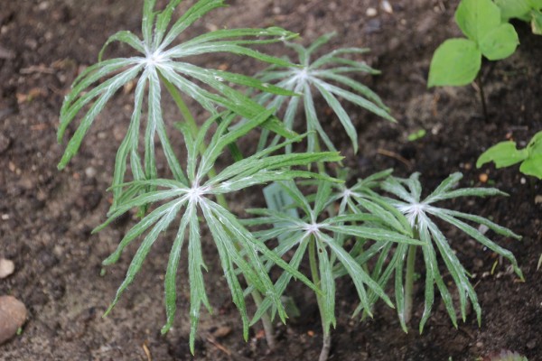 Syneilesis aconitifolia, Foto vom 21. Mai (© Gabriele Renneberg)