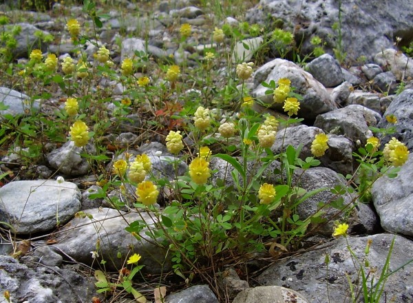 Trifolium aureum (© Spender 55)