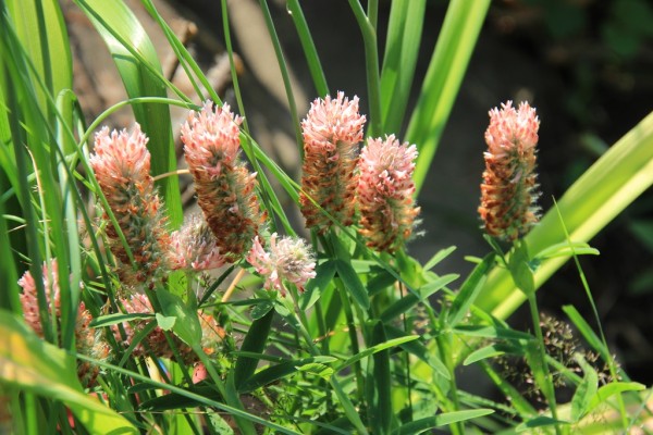 Trifloium rubens 'Peach Pink', Foto vom 23. Juni. (© G. Renneberg)