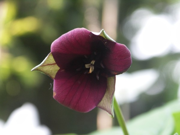 Trillium erectum, rote Form, Foto vom 10. Mai (© Gabriele Renneberg)