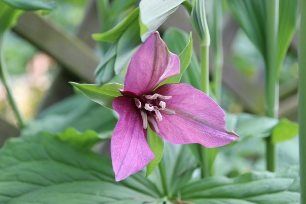 Trillium flexipes, rote Form, Foto vom 29. April (© Gabriele Renneberg)