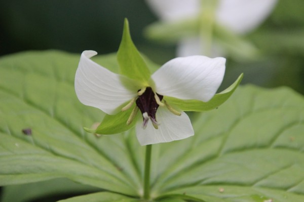 Trillium simile, Foto vom 19. Mai (© Gabriele Renneberg)