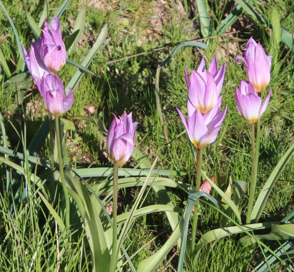 Tulipa saxatilis auf Kreta, Foto vom 6.5. (© Spender 55)