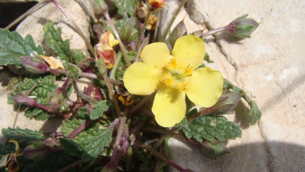 Verbascum acaule (© Spender 55)