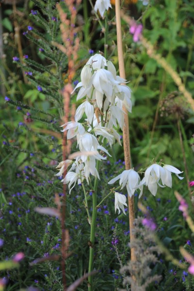 Yucca filamentosa, Foto vom 25. Juli (© Gabriele Renneberg)
