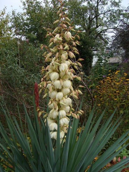 Yucca gloriosa, Foto vom 18.10. (© Spender 55)