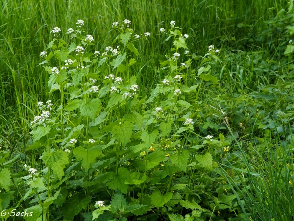Alliaria petiolata, Foto vom 29.4. (© Spender 319)